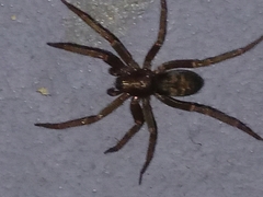 Tegenaria domestica