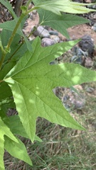 Platanus wrightii