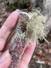 Usnea dasopoga
