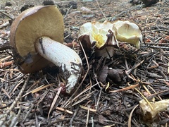 Suillus punctatipes