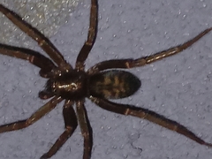 Tegenaria domestica