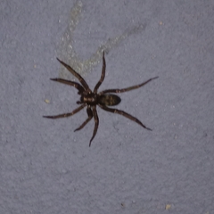 Tegenaria domestica