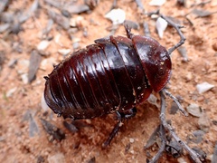 Geoscapheus robustus