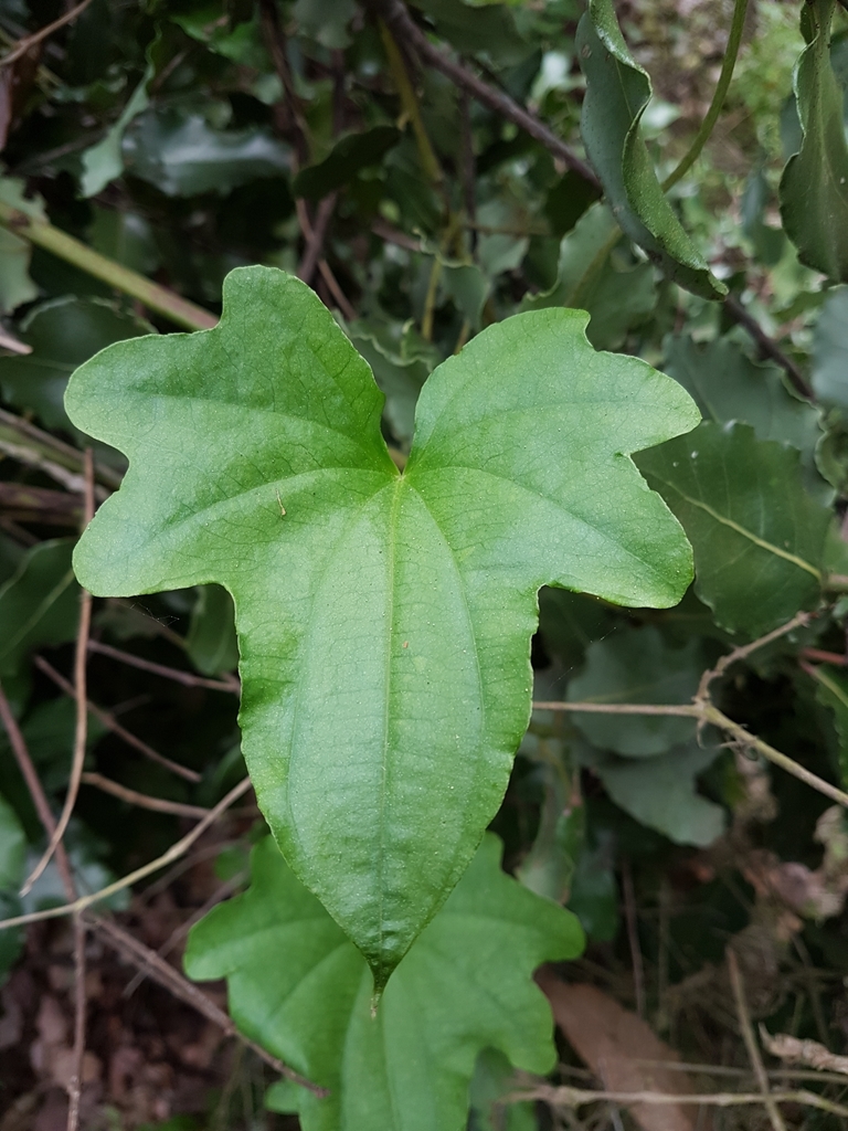 Dioscorea