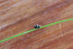 Isolepis sepulcralis