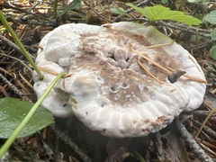 Hydnellum aurantiacum