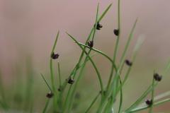 Isolepis sepulcralis