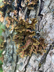 Pseudocyphellaria holarctica