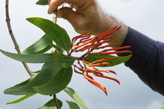 Psittacanthus schiedeanus