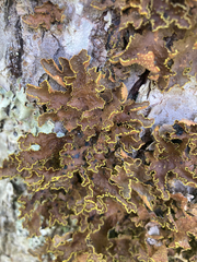 Pseudocyphellaria holarctica