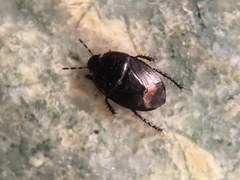 Pangaeus