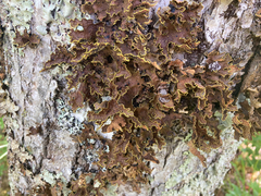 Pseudocyphellaria holarctica