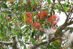 Psittacanthus schiedeanus