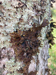 Pseudocyphellaria holarctica