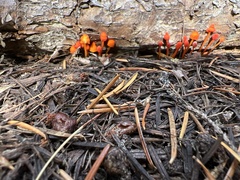 Mycena strobilinoidea