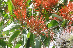 Psittacanthus schiedeanus