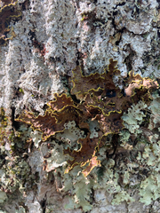 Pseudocyphellaria holarctica