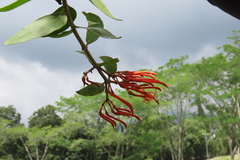 Psittacanthus schiedeanus