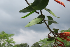 Psittacanthus schiedeanus