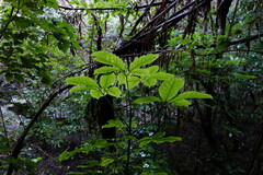 Pseudopanax arboreus