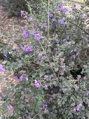 Prostanthera