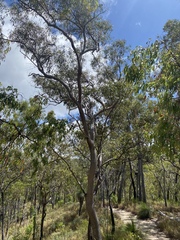 Eucalyptus acmenoides