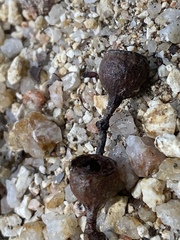 Eucalyptus acmenoides