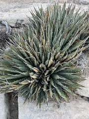 Agave utahensis