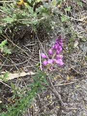 Comesperma