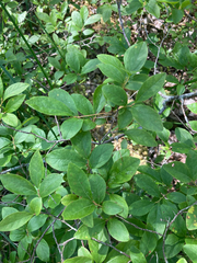 Vaccinioideae