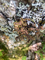 Pseudocyphellaria holarctica