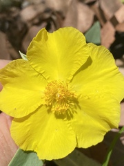 Hibbertia longifolia