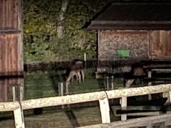 Cervus elaphus