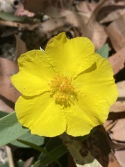Hibbertia longifolia