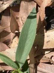 Hibbertia longifolia