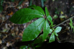 Schefflera digitata