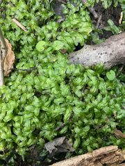 Pallavicinia lyellii