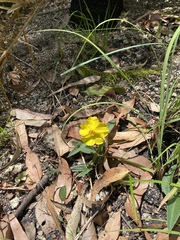 Hibbertia longifolia