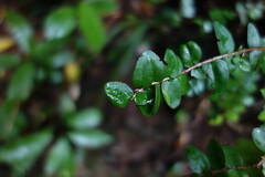 Metrosideros diffusa