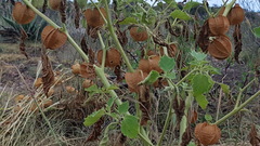 Physalis nicandroides