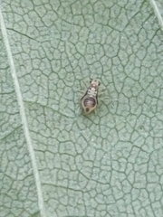 Psocomorpha