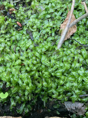 Pallavicinia lyellii