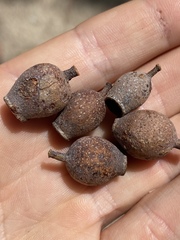 Corymbia clarksoniana