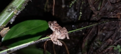 Pristimantis rubicundus