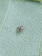 Psocomorpha