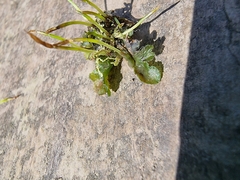 Phaeoceros carolinianus