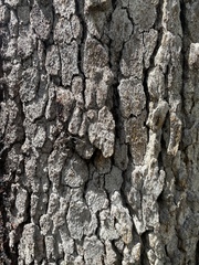 Corymbia clarksoniana