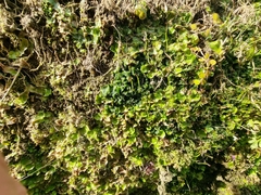 Phaeoceros carolinianus