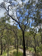 Corymbia clarksoniana