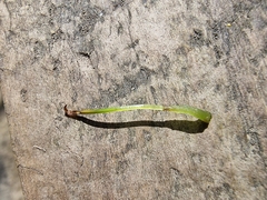 Phaeoceros carolinianus